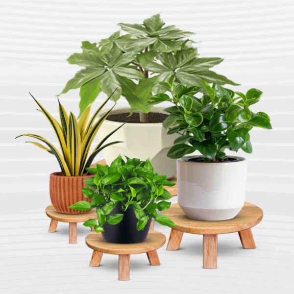 Wooden Plant Stand Set (4 Pcs Set)